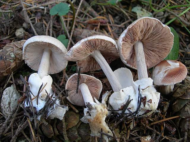 Volvariella surrecta   (Knapp)   Singer